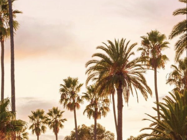 A warm sunset sky filled with tall palm trees, evoking a tropical beach vibe.
